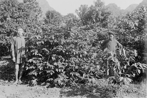 vietnam_plantage vietnam plantage