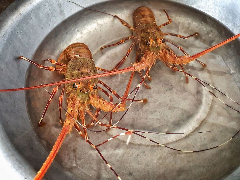 Cham Island fresh lobster